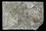 Three Species of Crinoids on One Plate - Gilmore City, Iowa #148695-2